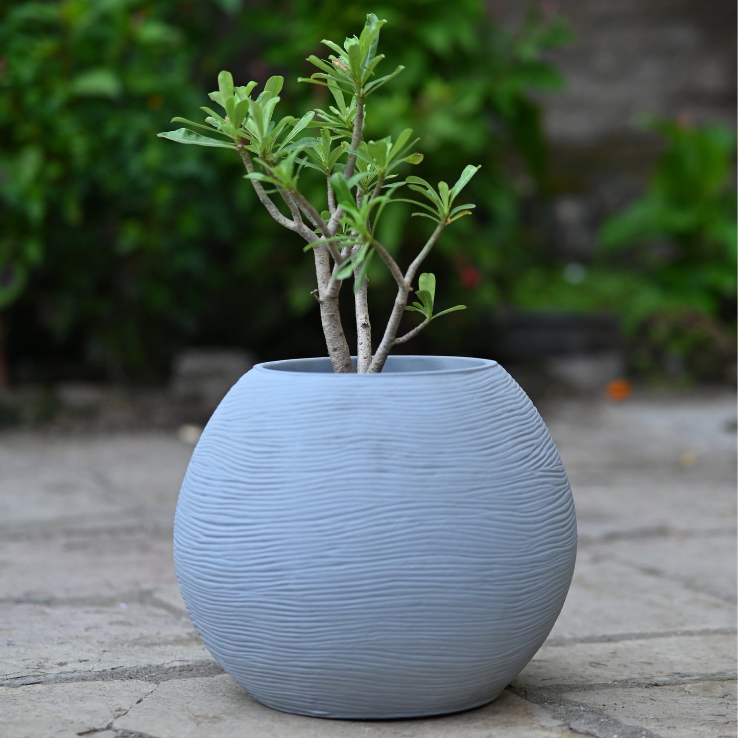 BULBOUS PLANTER