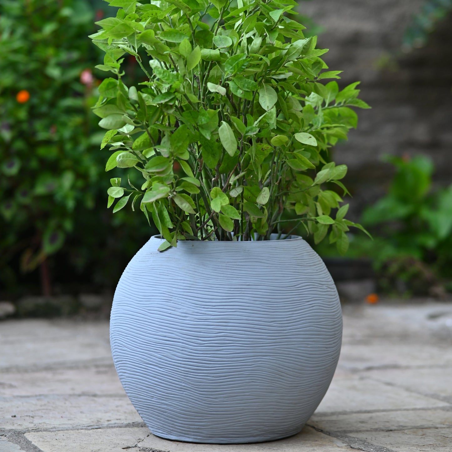 BULBOUS PLANTER