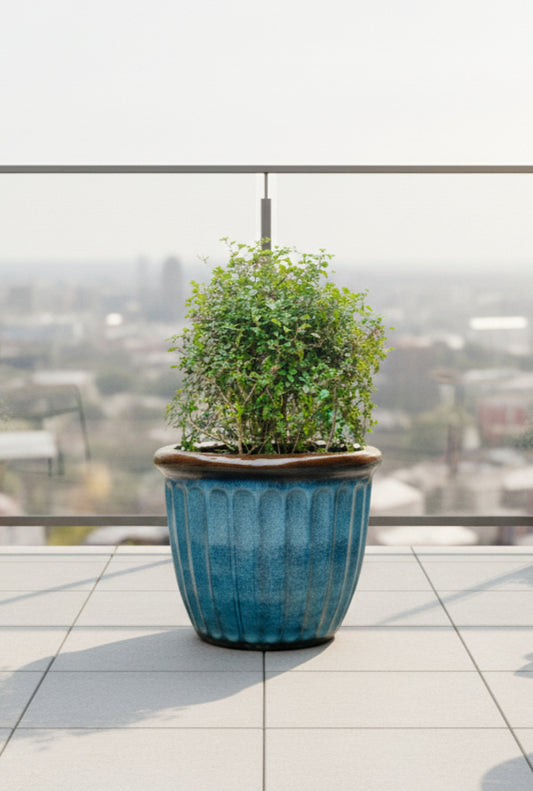 CELESTIA CURVE PLANTER